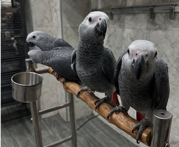 African Grey Parrots with Fertile Eggs