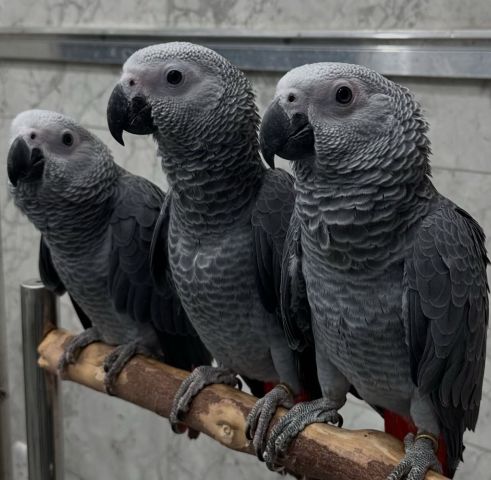 African Grey Parrots with Fertile Eggs 2