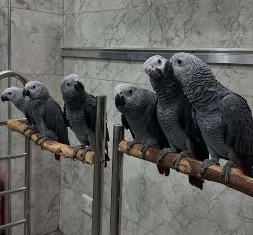 African Grey Parrots with Fertile Eggs 3