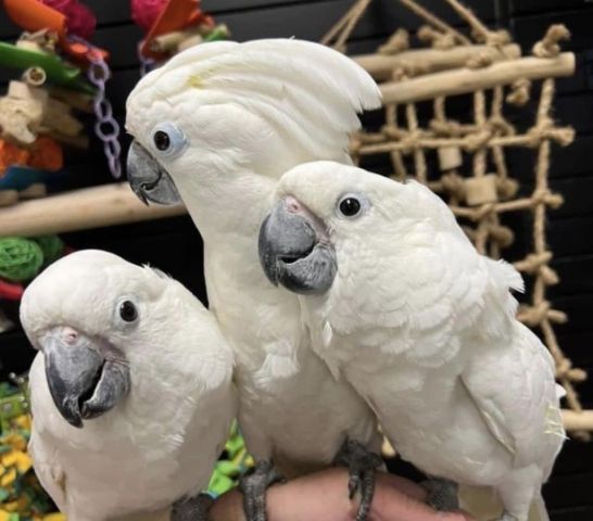 White Umbrella Cockatoo Parrots