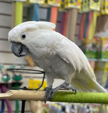 White Umbrella Cockatoo Parrots 2