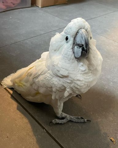 White Umbrella Cockatoo Parrots 3