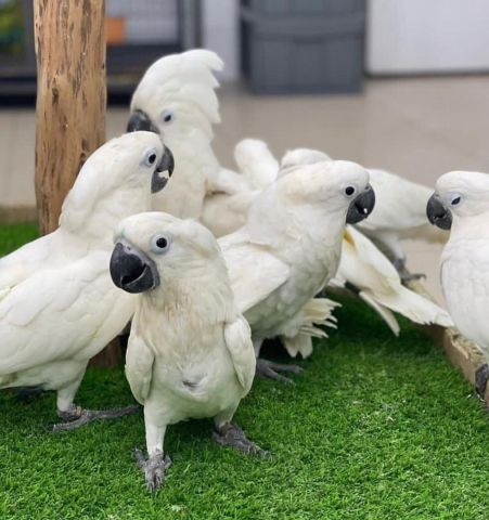 White Umbrella Cockatoo Parrots 4