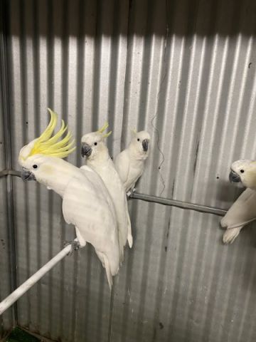 White Umbrella Cockatoo Parrots 5