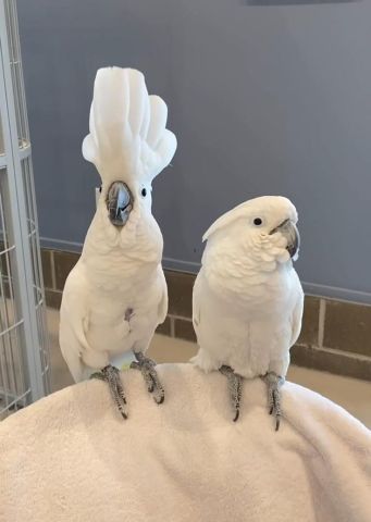 White Umbrella Cockatoo Parrots 6