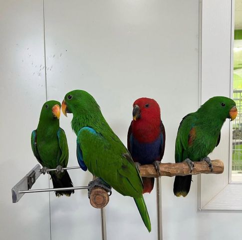 Eclectus and Caique Parrots Available