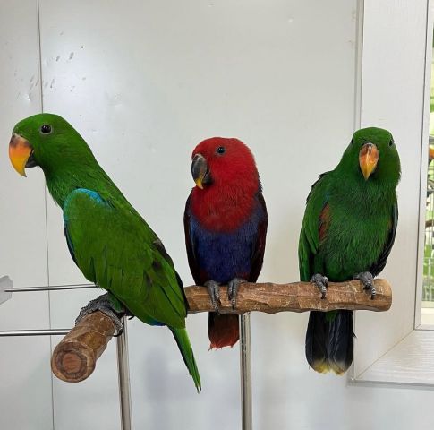 Eclectus and Caique Parrots Available 2