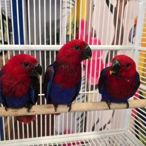 Eclectus and Caique Parrots Available 3