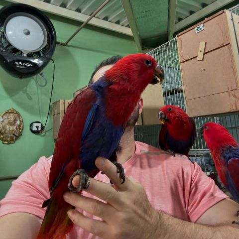 Eclectus and Caique Parrots Available 4