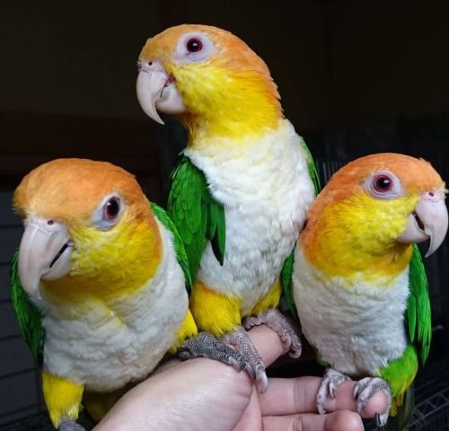 Eclectus and Caique Parrots Available 5