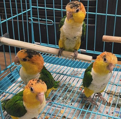 Eclectus and Caique Parrots Available 6
