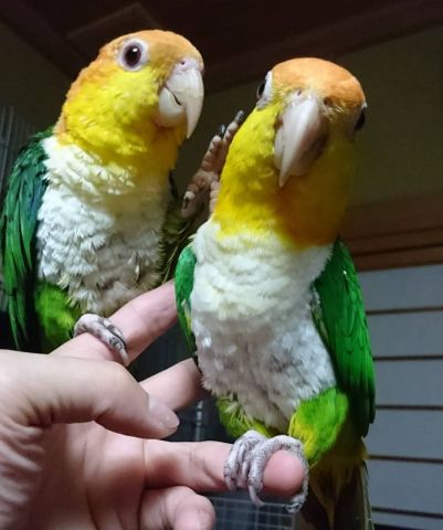 Eclectus and Caique Parrots Available 7