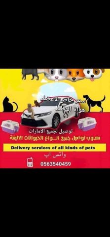 مندوب توصيل قطط في الامارات 