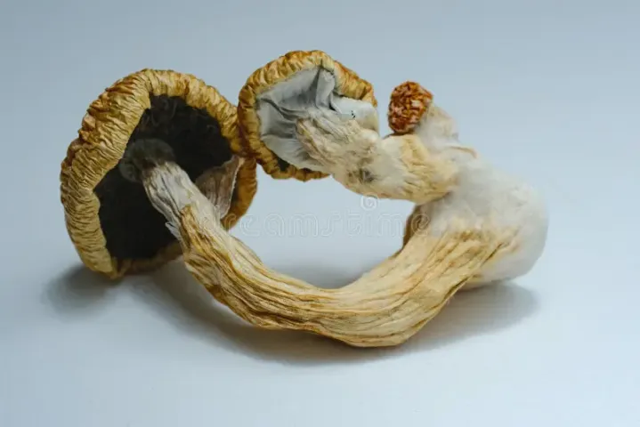 خيارات علاج إساءة استخدام الفطر السيليسيبي (Psilocybin) والإدمان  2