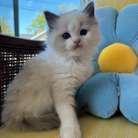 Ragdoll Kittens Available Now