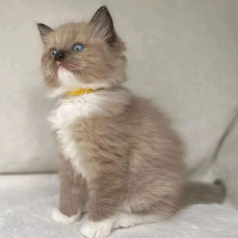 Ragdoll Kittens Available Now 2
