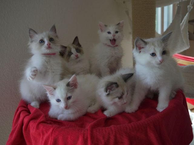 Ragdoll Kittens Available Now 3
