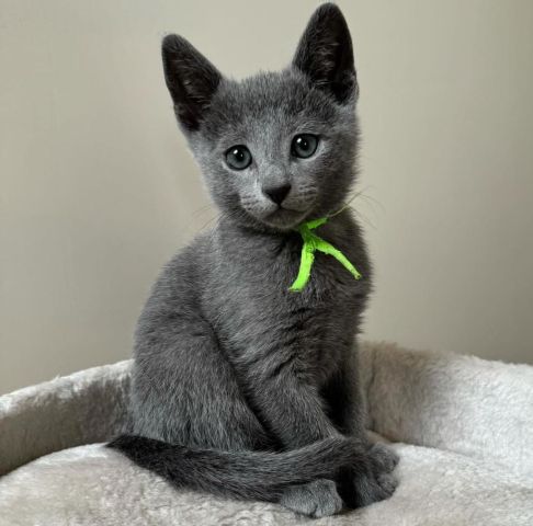 Russian Blue Kittens