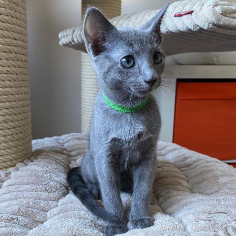 Russian Blue Kittens 2