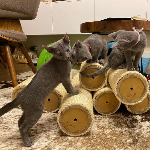 Russian Blue Kittens 3