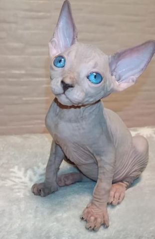 Hairless Sphynx Kittens Ready NOw
