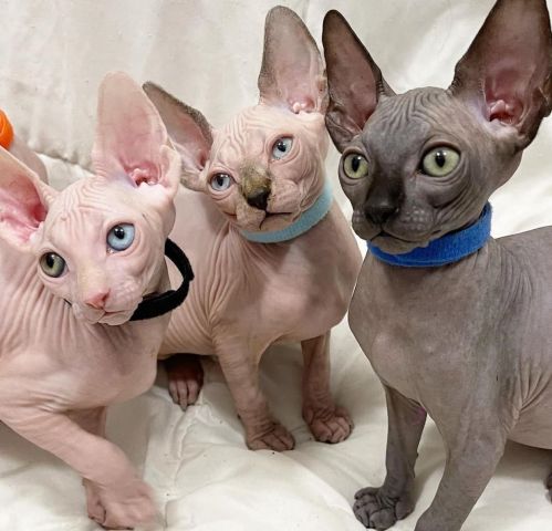 Hairless Sphynx Kittens Ready NOw 2
