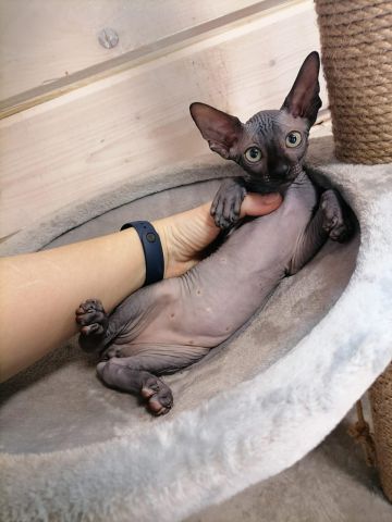Hairless Sphynx Kittens Ready NOw 3