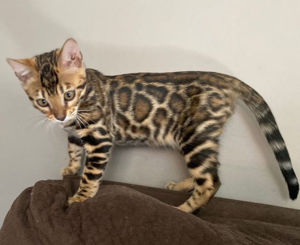 Bengal Kittens Seeking new home