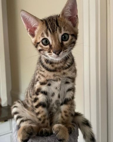 Bengal Kittens Seeking new home 2