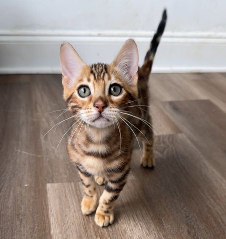 Bengal Kittens Seeking new home 3