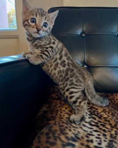 Bengal Kittens Seeking new home 4