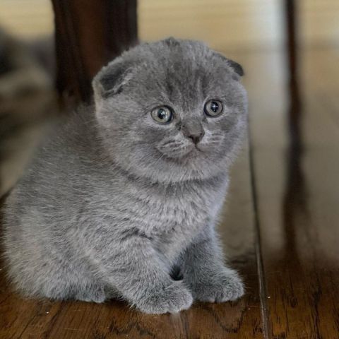 Scottish Fold Kittens