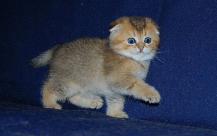 Scottish Fold Kittens 2