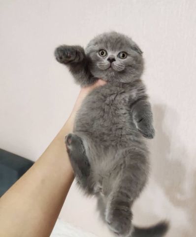 Scottish Fold Kittens 3
