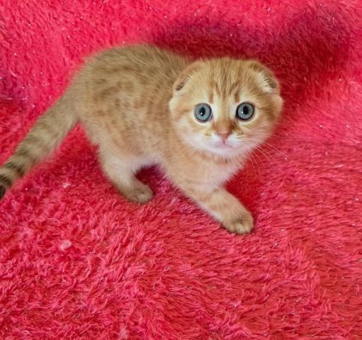 Scottish Fold Kittens 4
