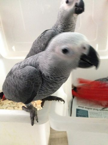 African Grey Parrots For Adoption 2