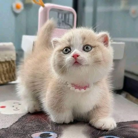 British shorthair for adoption