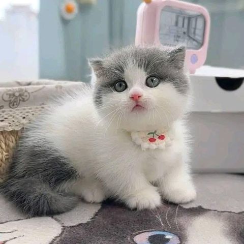 British shorthair for adoption 2