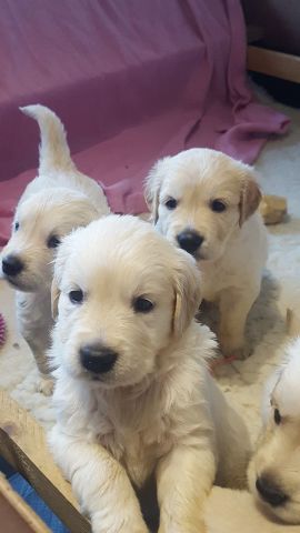 Purebred Golden Retriever puppies