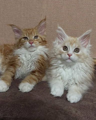Vaccinated Mainecoon Kittens Available