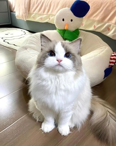 Sweet Ragdoll Cat For Adoption