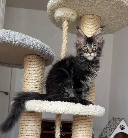 Lovely Mainecoons Available