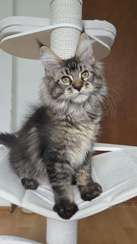 Lovely Mainecoons Available 2