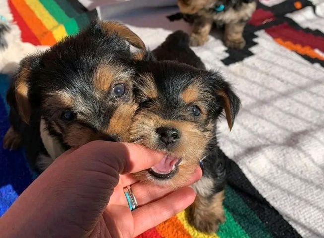 Yorkie puppy for sell