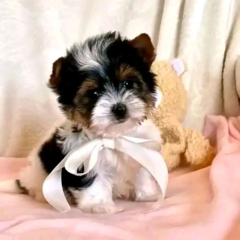 Puppy for sell 