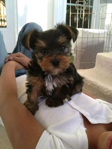 Sweet puppy for new home 