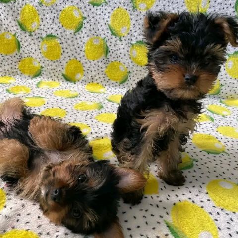 Adorable yorkshire Terre 