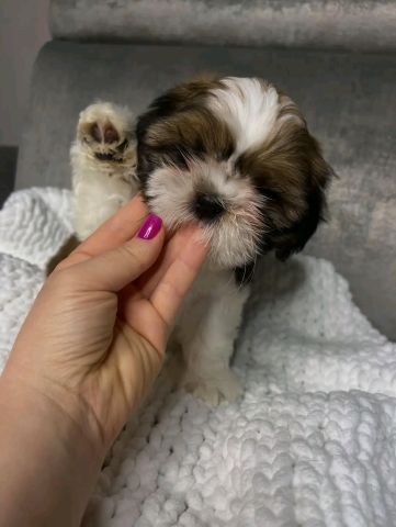 Shihtzu puppy for sell
