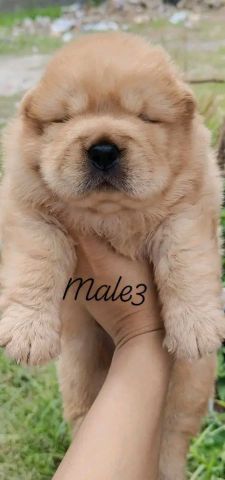 Chow chow puppy male 