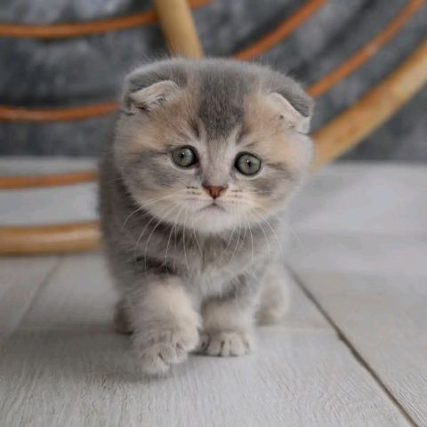 Mix ragdoll kitten's available 